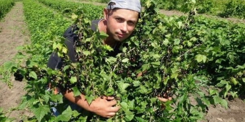 19 Sorti ribizla za moskovsku regiju - koje je bolje saditi, crvene i crne